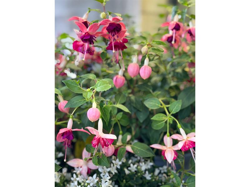 Hanse Blumen aus Hamburg
