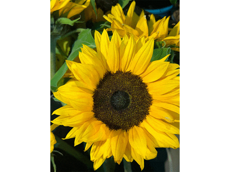 Hanse Blumen aus Hamburg