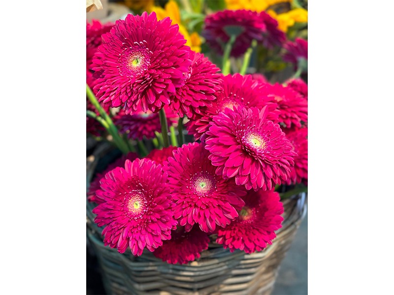 Hanse Blumen aus Hamburg