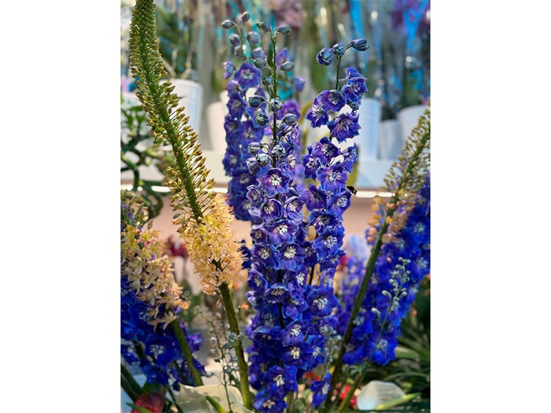 Hanse Blumen aus Hamburg