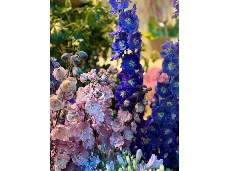 Hanse Blumen aus Hamburg