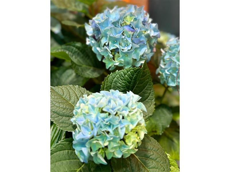 Hanse Blumen aus Hamburg
