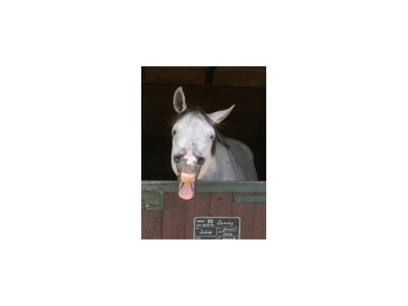Reitstall Diana in Norderstedt