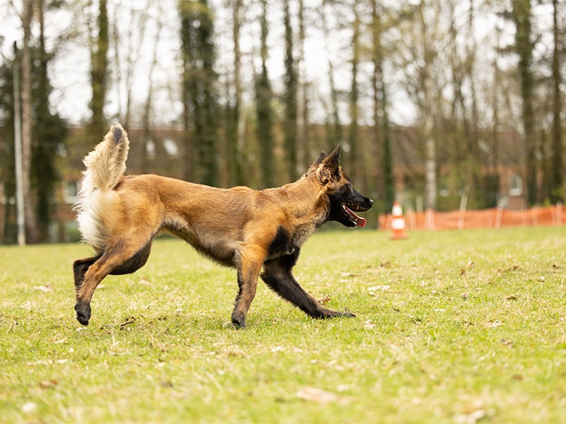 Beyondtails · Hundetraining & aus Hamburg Beyondtails · Hundetraining & aus Hamburg