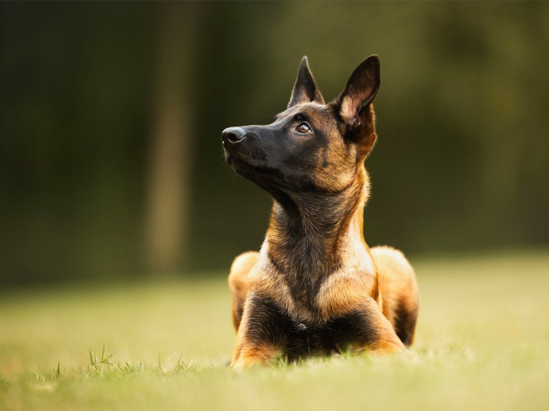 Beyondtails · Hundetraining & aus Hamburg Beyondtails · Hundetraining & aus Hamburg