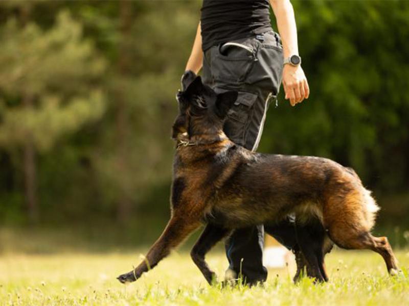Beyondtails · Hundetraining & aus Hamburg Beyondtails · Hundetraining & aus Hamburg