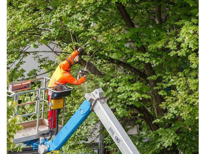 Arbor Vita Baumpflege Arbor Vita Baumpflege
