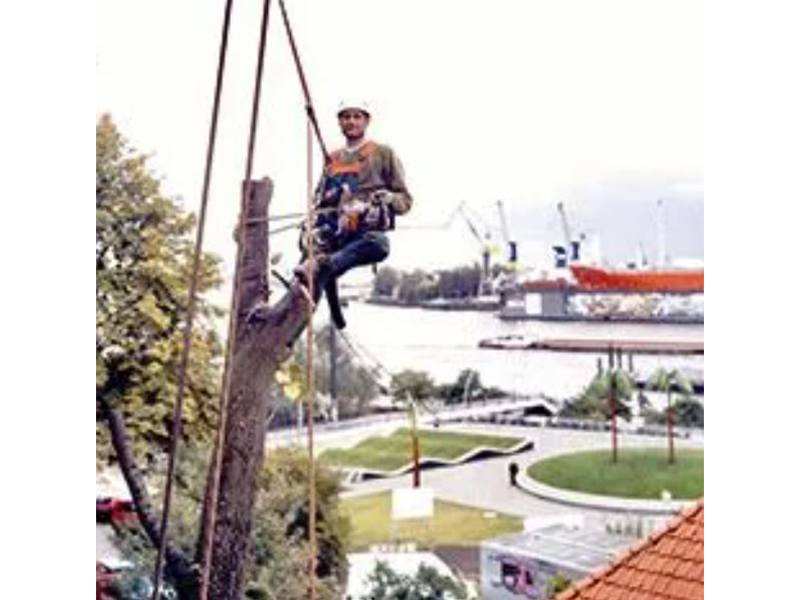 Arbor Vita Baumpflege Arbor Vita Baumpflege