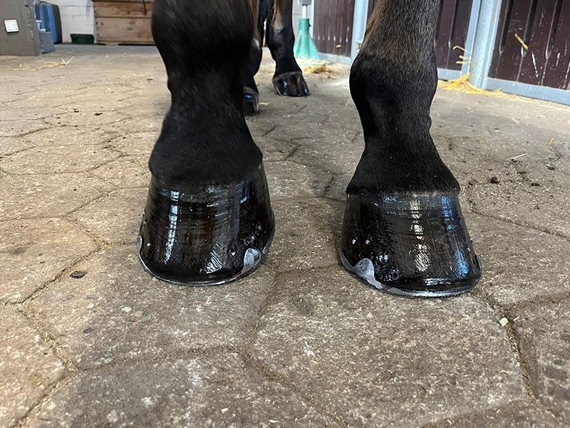 Hufbeschlag Zitzer aus Hamburg