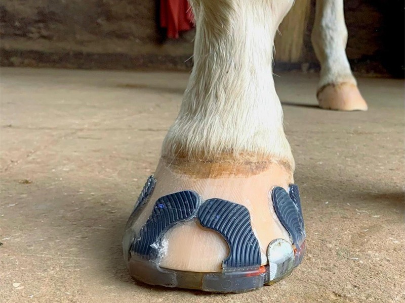 Hufbeschlag Zitzer aus Hamburg