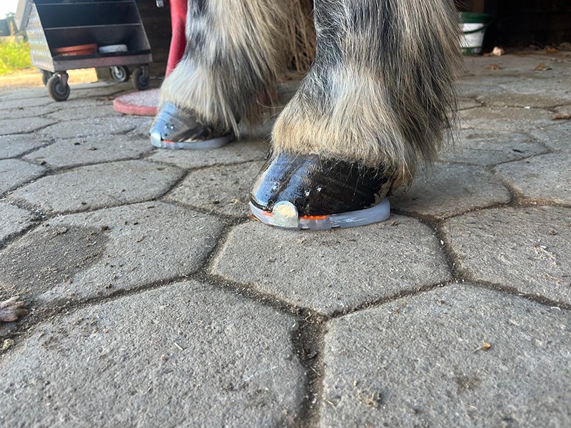 Hufbeschlag Zitzer aus Hamburg