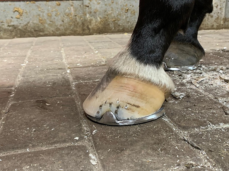 Hufbeschlag Zitzer aus Hamburg