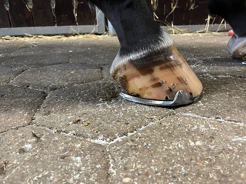 Hufbeschlag Zitzer aus Hamburg