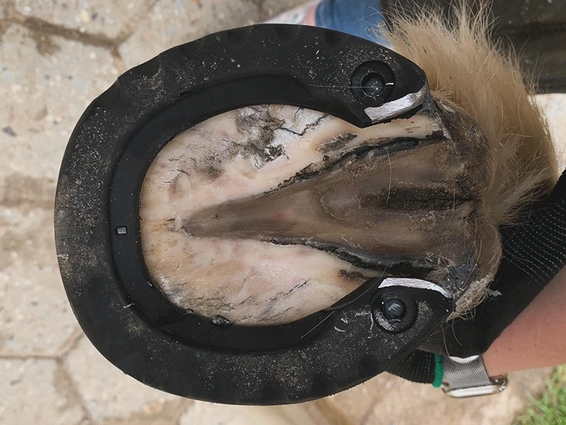 Hufbeschlag Zitzer aus Hamburg