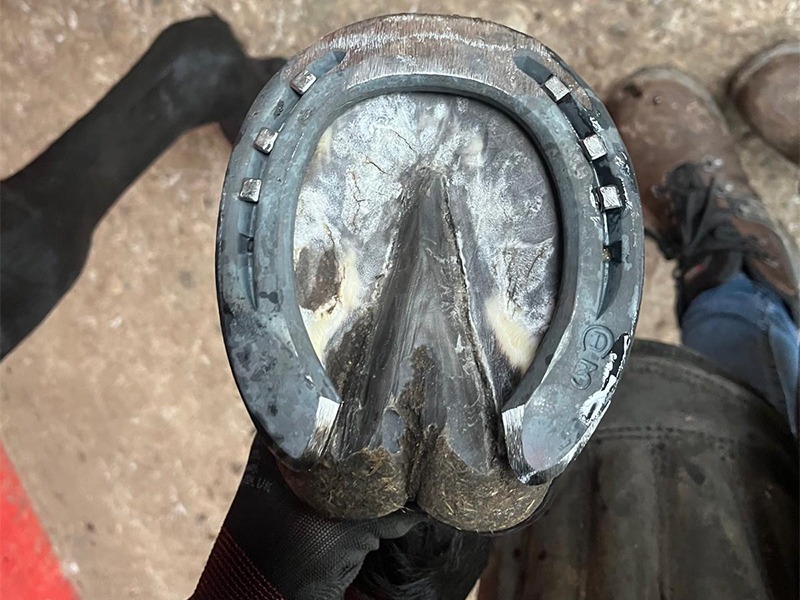 Hufbeschlag Zitzer aus Hamburg