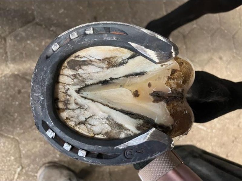 Hufbeschlag Zitzer aus Hamburg