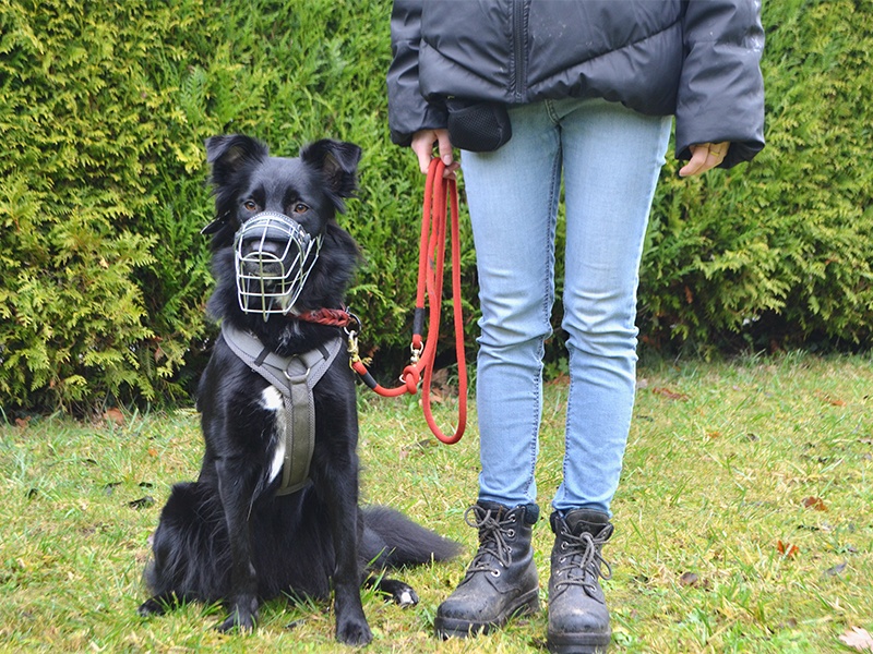 Nordpfoten Svenja Kaepke aus Hamburg