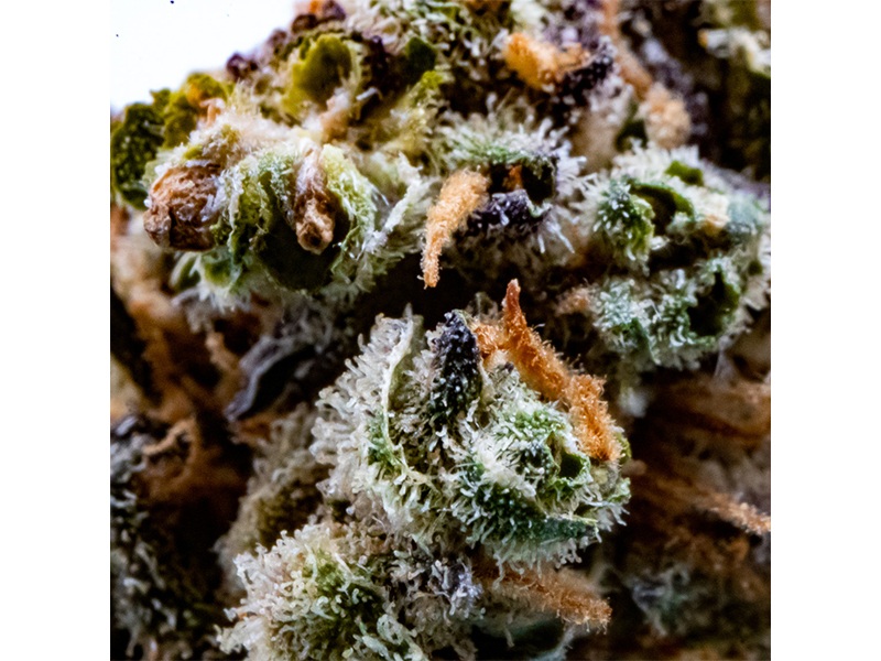 Gras im Glas GmbH aus Hamburg