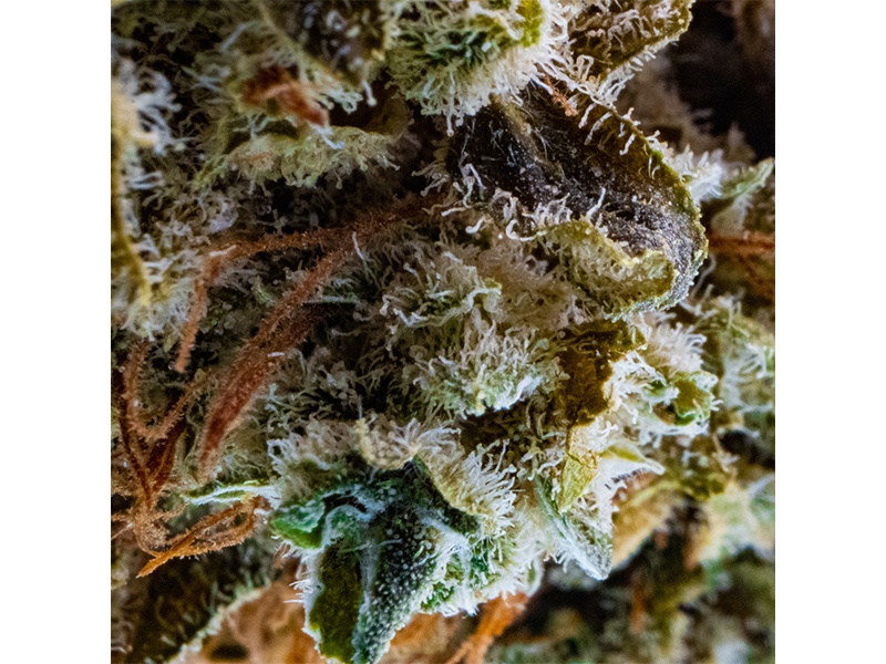 Gras im Glas GmbH aus Hamburg