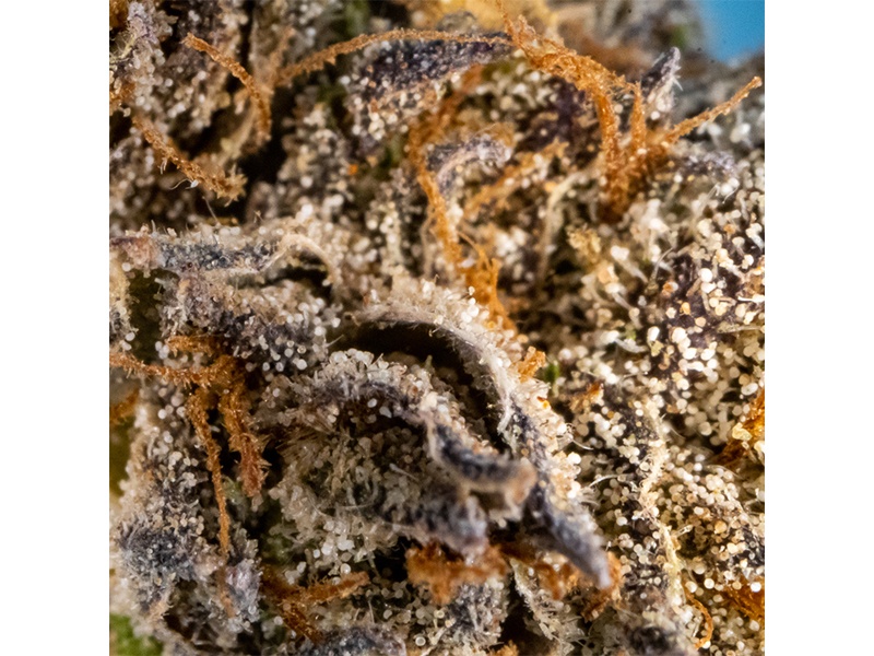 Gras im Glas GmbH aus Hamburg