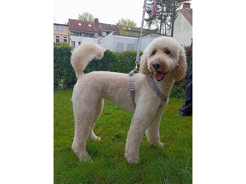 Dog Stylz aus Hamburg