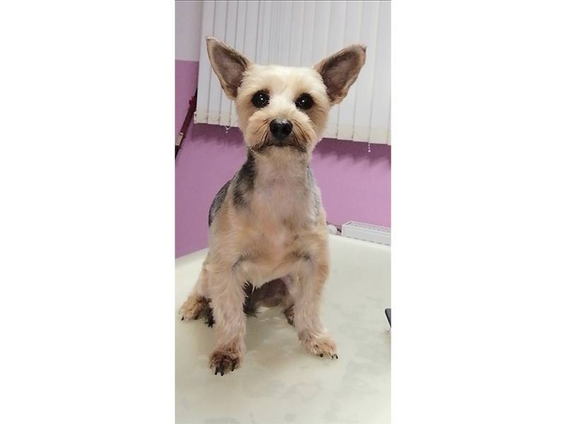 Dog Stylz aus Hamburg