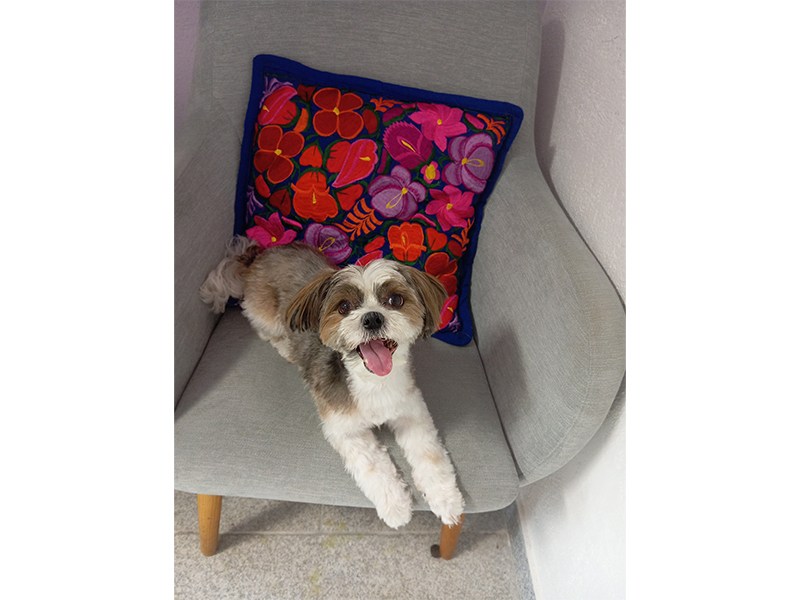Dog Stylz aus Hamburg