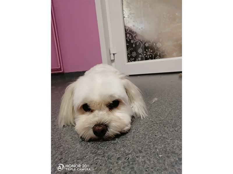 Dog Stylz aus Hamburg