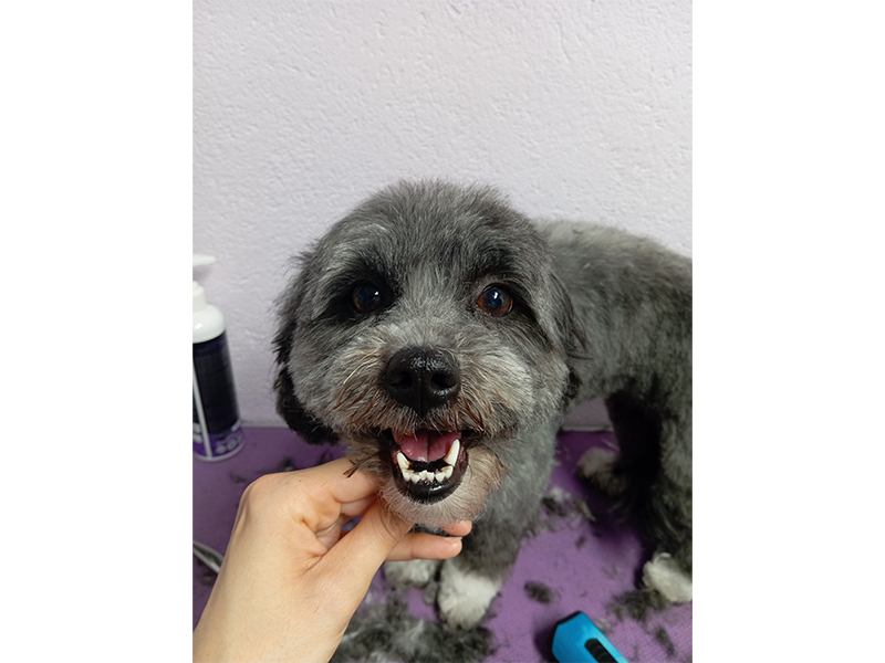 Dog Stylz aus Hamburg