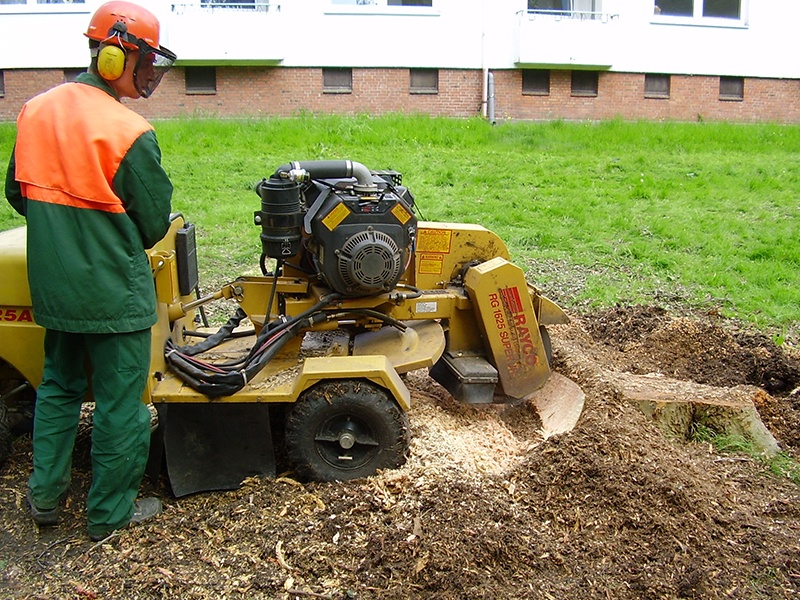 ASCEND Baumpflege aus Hamburg