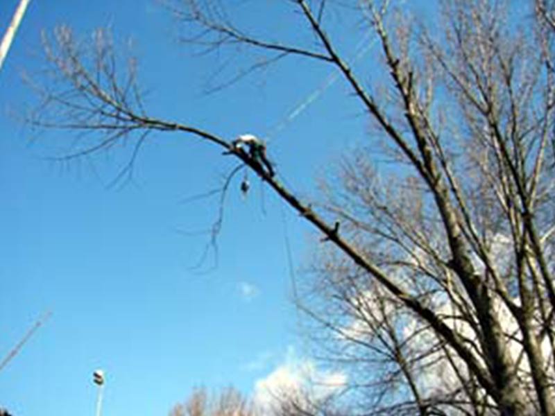 ASCEND Baumpflege aus Hamburg