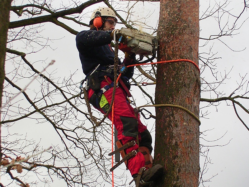 ASCEND Baumpflege aus Hamburg