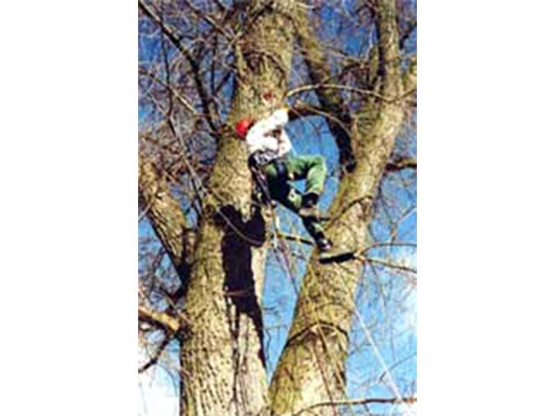 ASCEND Baumpflege aus Hamburg