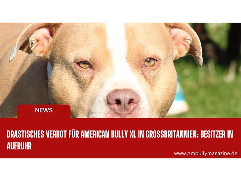Bullyion American Bully Magazine aus Hamburg Bullyion American Bully Magazine aus Hamburg