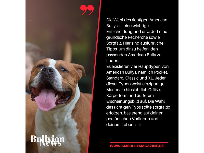Bullyion American Bully Magazine aus Hamburg Bullyion American Bully Magazine aus Hamburg