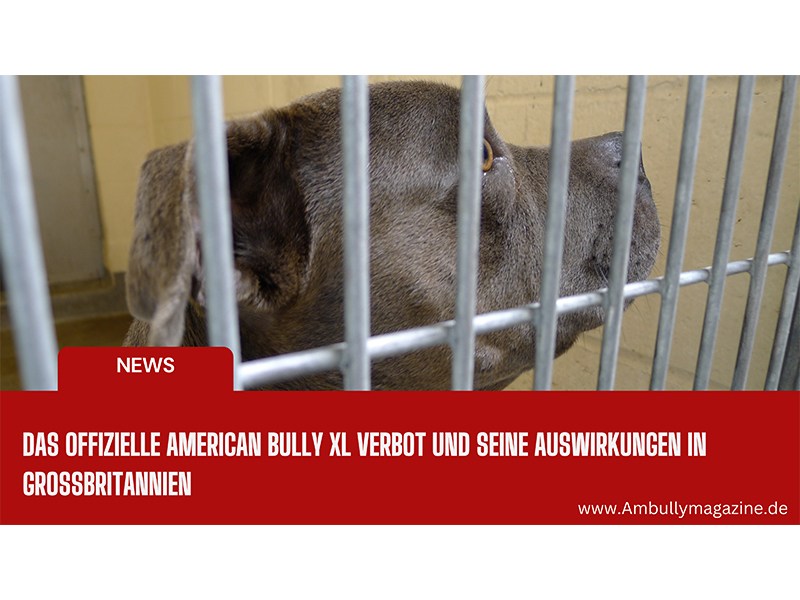 Bullyion American Bully Magazine aus Hamburg Bullyion American Bully Magazine aus Hamburg