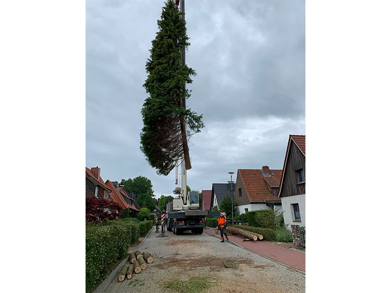 Baumfällung mit Telekran Baumfällung mit Telekran