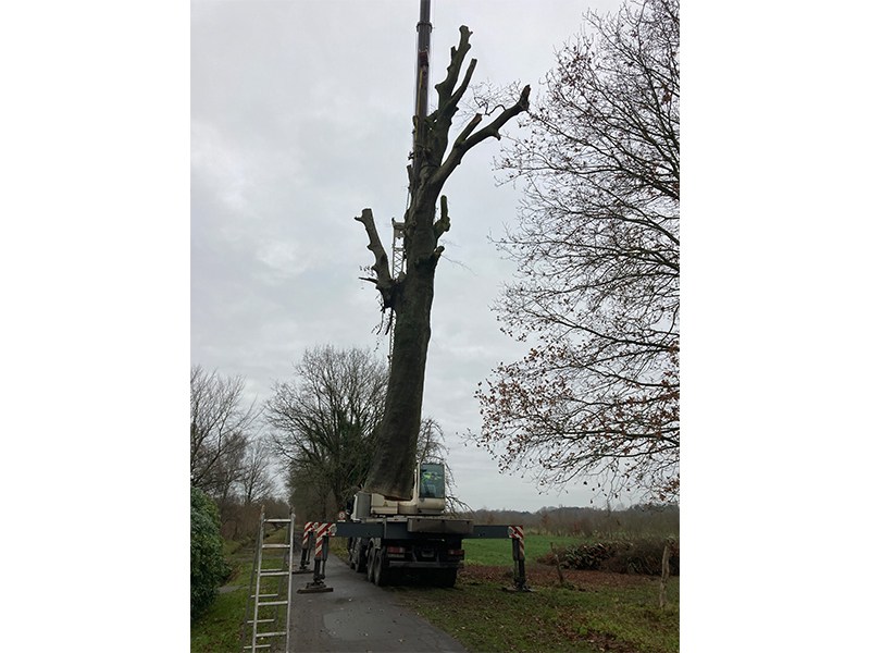 Baumfällung mit Telekran Baumfällung mit Telekran