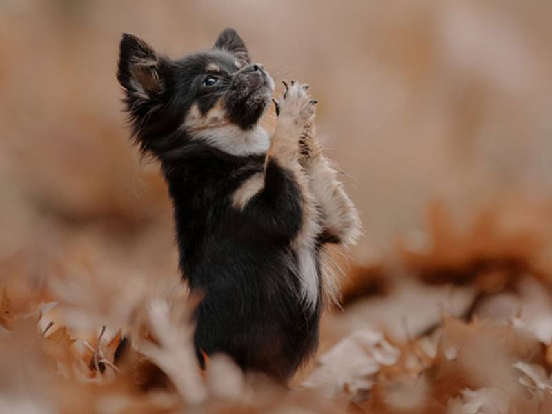 Lichtbildmanufaktur für Hunde aus Hittbergen