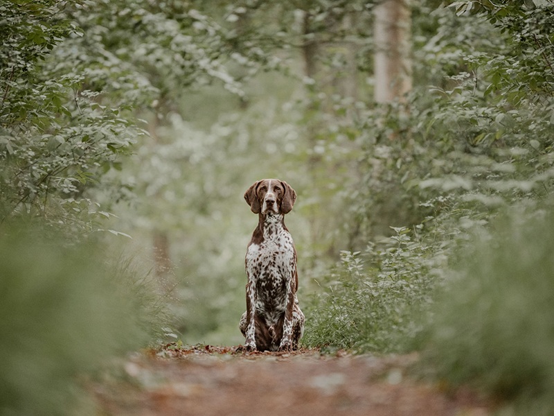 Lichtbildmanufaktur für Hunde aus Hittbergen