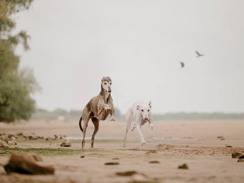Lichtbildmanufaktur für Hunde aus Hittbergen