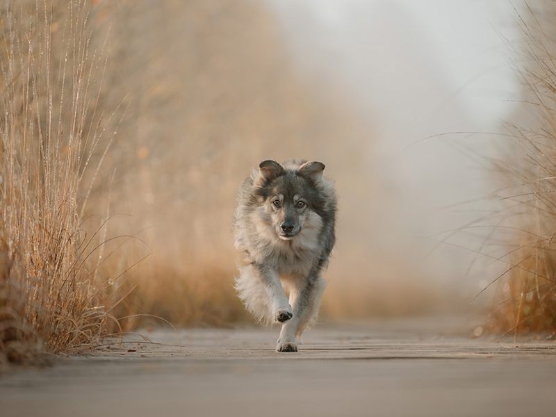 Lichtbildmanufaktur für Hunde aus Hittbergen