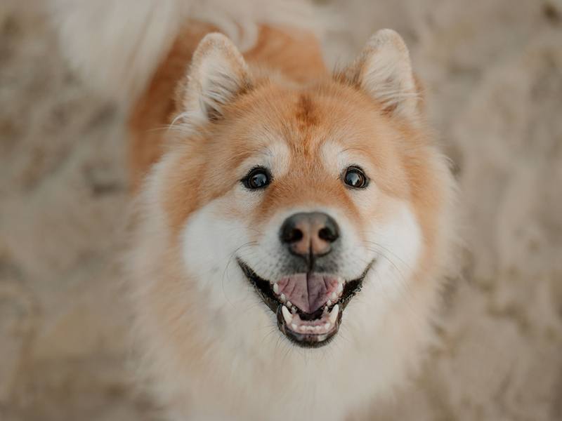 Lichtbildmanufaktur für Hunde aus Hittbergen