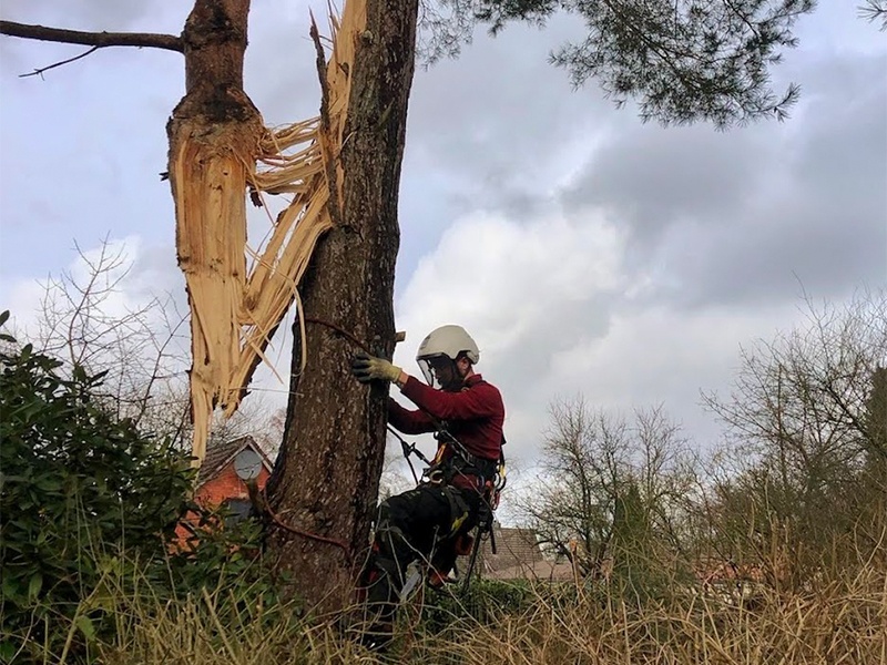 Anders Baumpflege aus Marxen