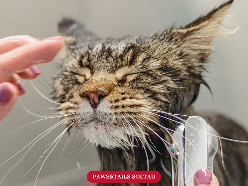 Paws and Tails UG aus Soltau Paws and Tails UG aus Soltau