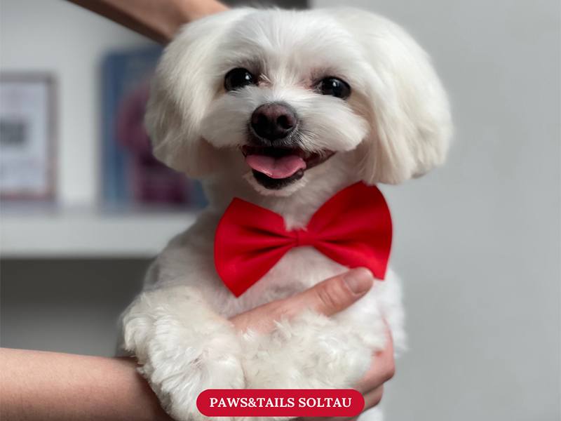 Paws and Tails UG aus Soltau