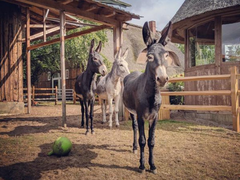 Donkey Oaks GmbH aus Neuenkirchen