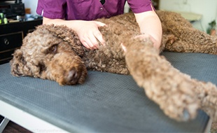 Pudelwohl Tierphysiotherapie aus Hitzacker (Elbe)