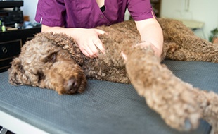Pudelwohl Tierphysiotherapie aus Hitzacker (Elbe)