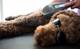 Pudelwohl Tierphysiotherapie aus Hitzacker (Elbe)